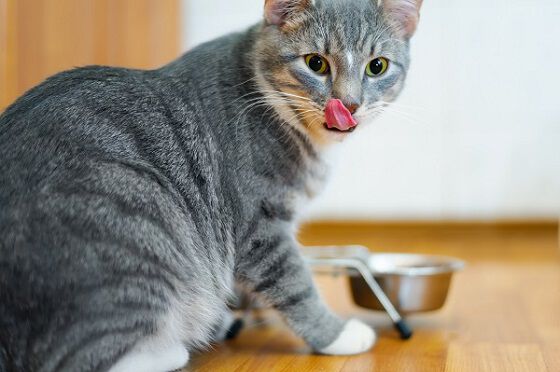 A grey kitten eating from a metal bowl.